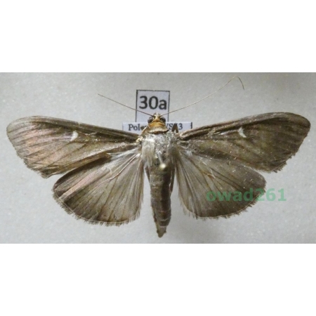 Cydalima perspectalis (Walker, 1859) form Poland30a
